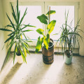 Kamerplanten die weinig licht nodig hebben: de beste keuzes voor donkere hoeken