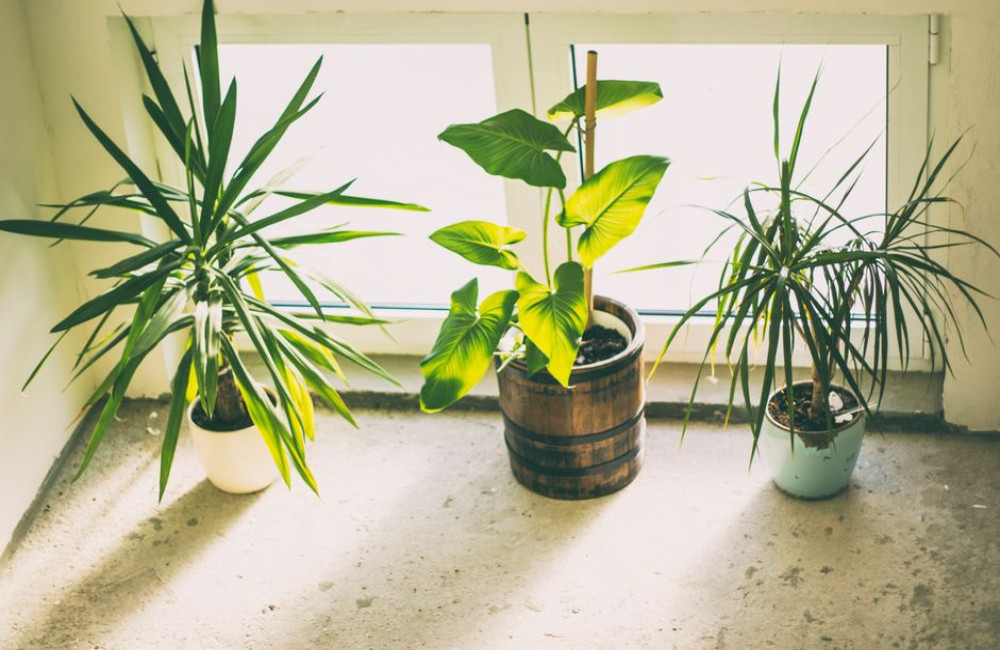 Kamerplanten die weinig licht nodig hebben: de beste keuzes voor donkere hoeken